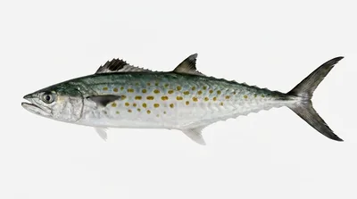 Atlantic Spanish mackerel