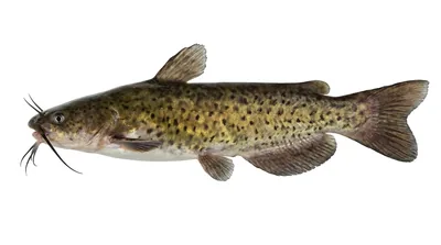 Brown bullhead