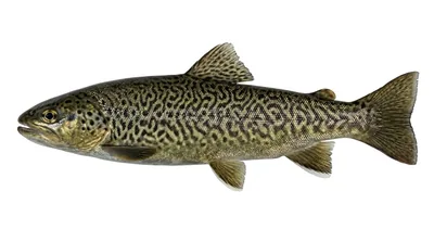 Tiger trout