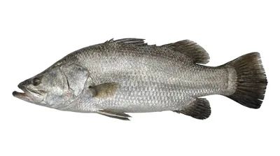 Barramundi