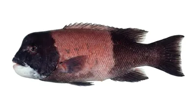 California sheephead