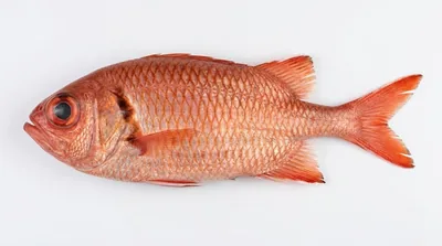 Blotcheye soldierfish