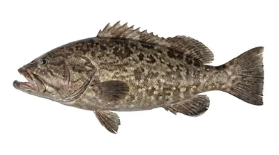 Finescale rockfish