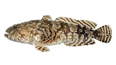 Gulf toadfish