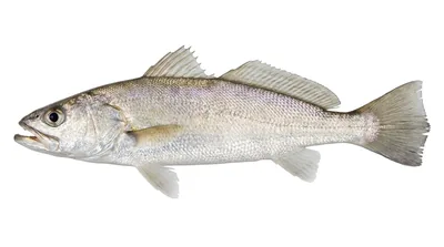 Sand seatrout — Cynoscion arenarius