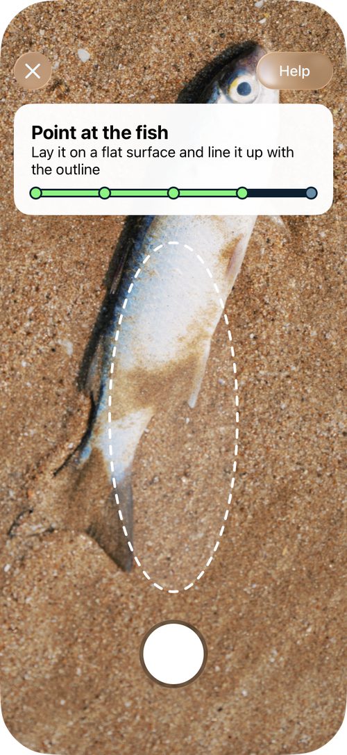 Measure screen: lay the fish on a flat surface and line it up with the outline