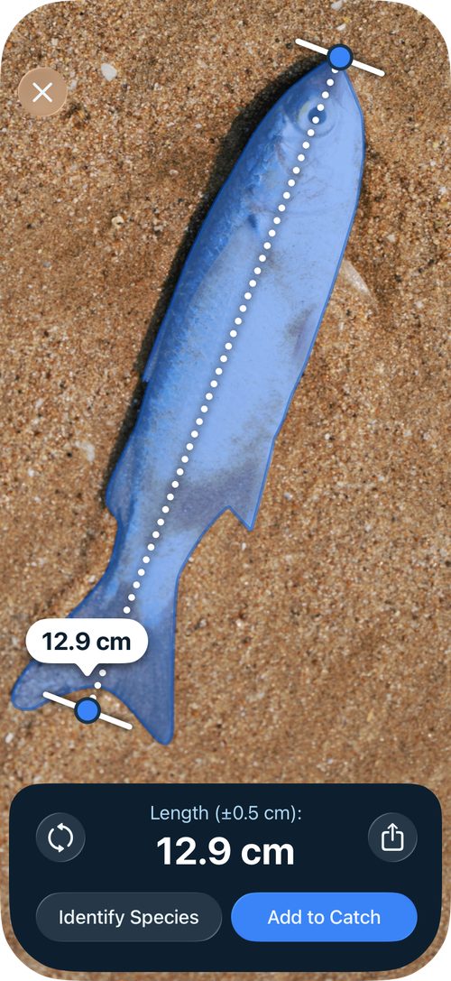 Measure result showing a 12.9 cm fish with Add to Catch and Identify Species buttons
